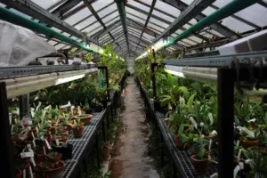 Plants in a garden shop, representing a plant and sustainability blog