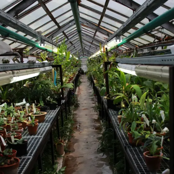 https//savingtheplants.com